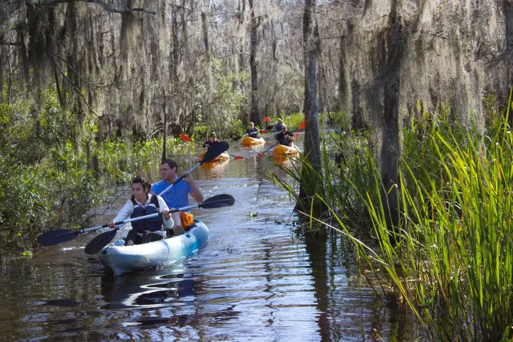 Kayakers in a swamp