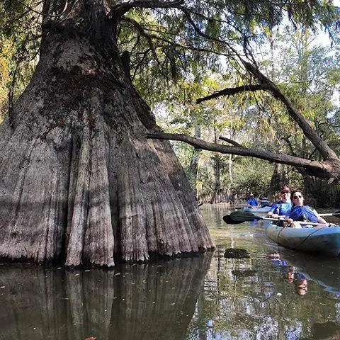 a person riding on the back of a boat next to a tree