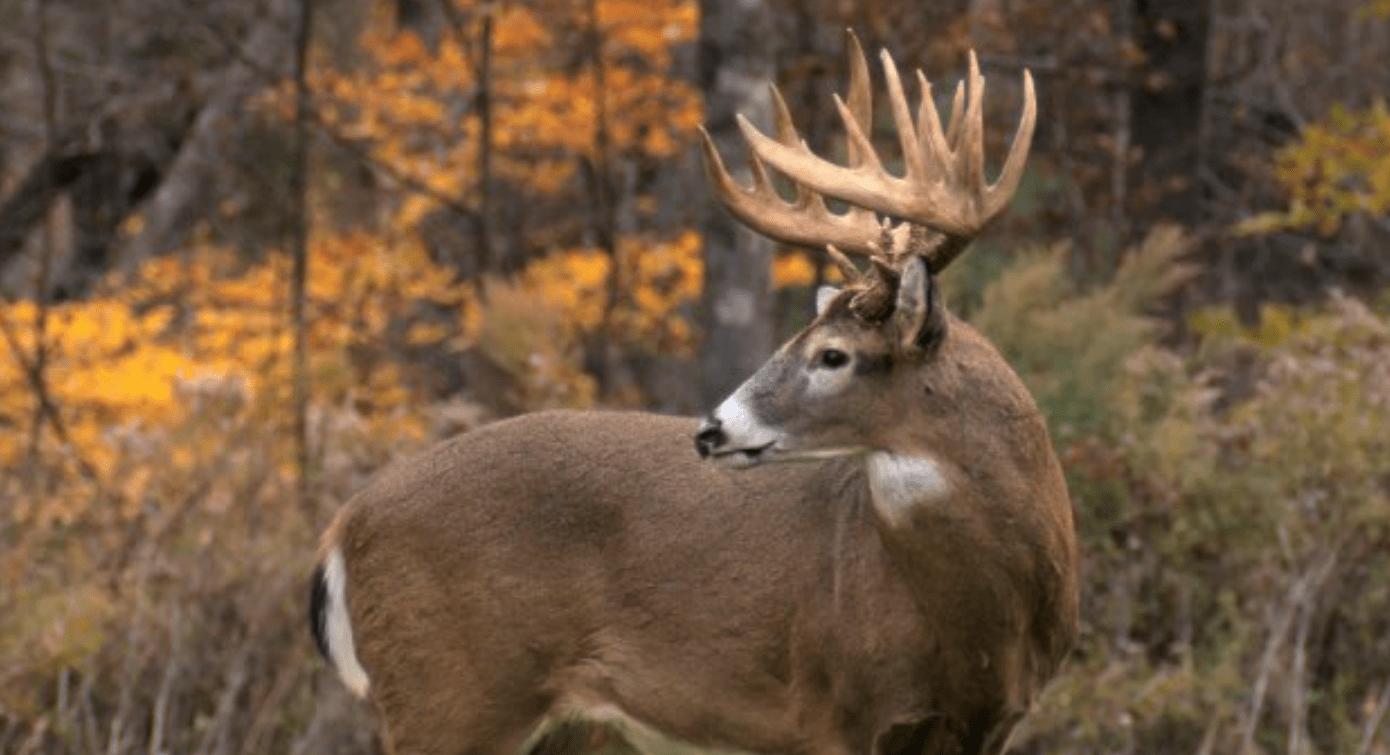 Whitetail Deer in the Swamp: Navigating the Wild Terrain