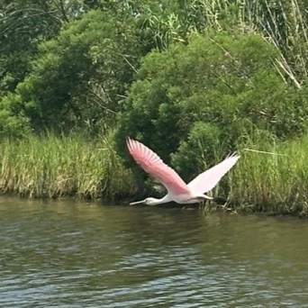 a bird flying over a body of water