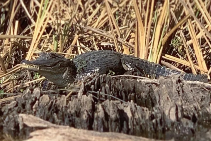 a bird sitting on a rock